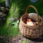 Korb mit gesammelten Waldpilzen