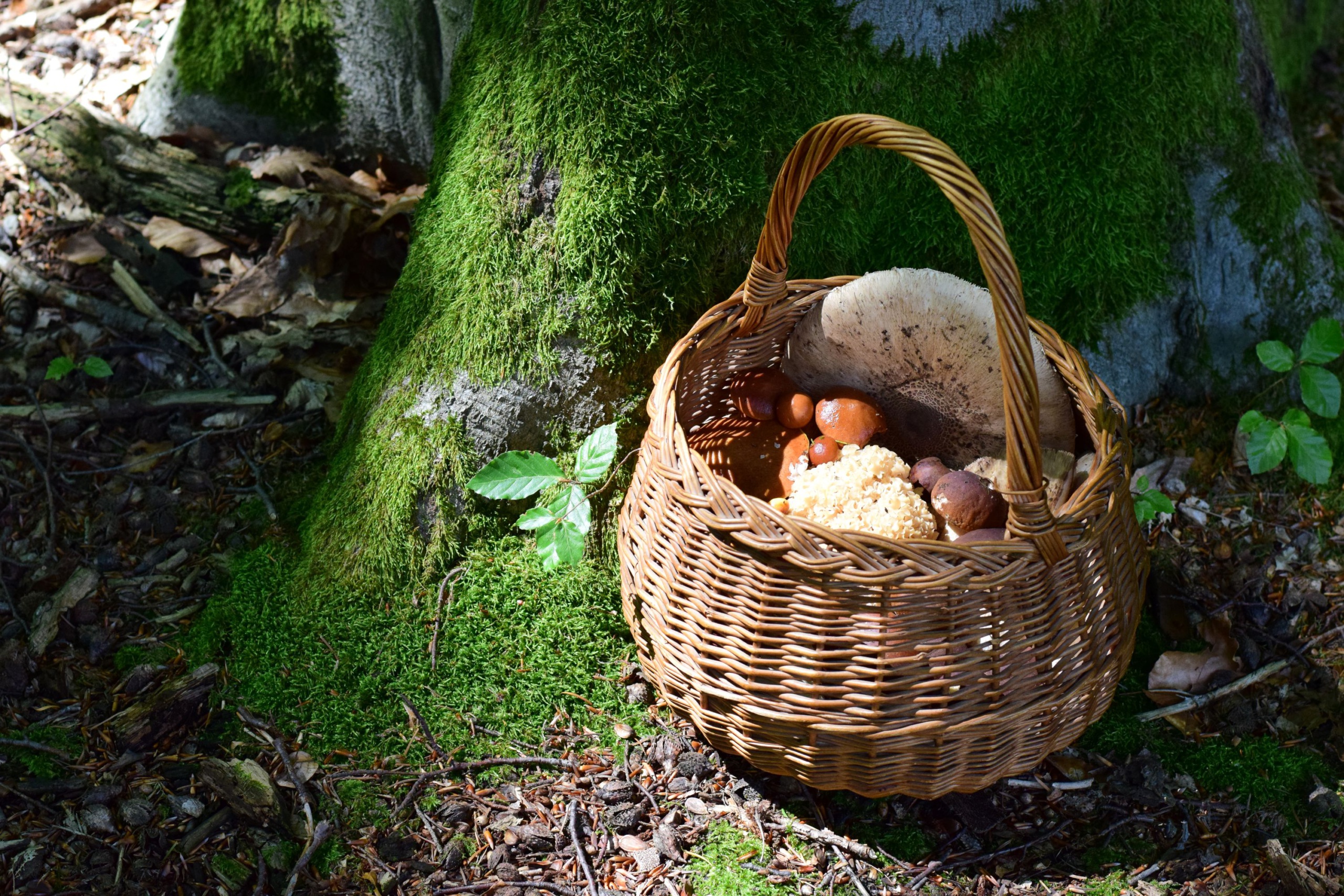 Korb mit gesammelten Waldpilzen