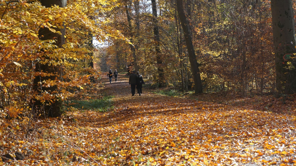 Herbstlicher Laubwald mit bunten Blättern und Laub auf dem Waldboden