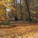 Herbstlicher Laubwald mit bunten Blättern und Laub auf dem Waldboden